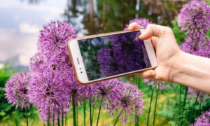 APLICATIVOS PARA RECONHECER PLANTAS