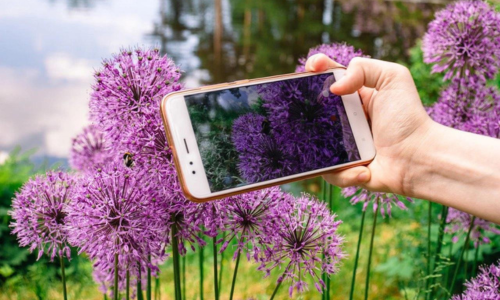 APLICATIVOS PARA RECONHECER PLANTAS