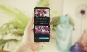 Identifique qualquer planta com esses aplicativos