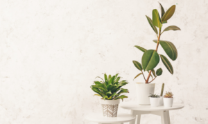 Descubra a espécie de qualquer planta com esse app.