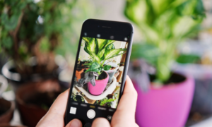 APLICATIVO QUE IDENTIFICA PLANTAS