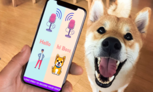 Consiga entender seu cachorro com esses apps
