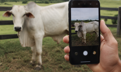 Pesar Boi pela Foto: App Gratuito sem Balança