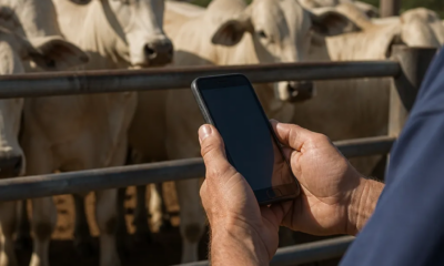 Transforme Seu Celular em Uma Balança de Gado!