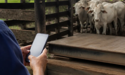 Pesar Gado pelo Android: App Prático