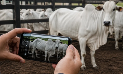 App para Pesar Gado com IA pelo Celular